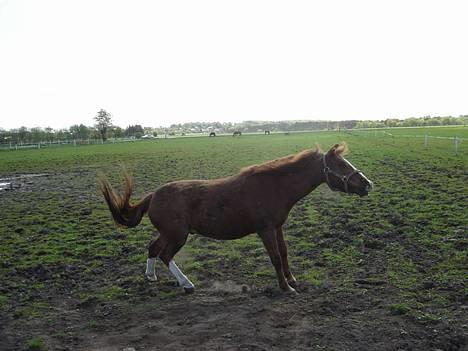 Anden særlig race Buster (Solgt) - op igen.. billede 4