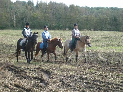 Anden særlig race Buster (Solgt) - Distance ridning i drlr 2006 billede 5