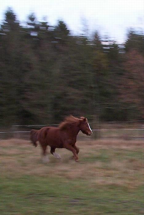 Anden særlig race Buster (Solgt) - jubbiii ud og løbe på marken billede 6