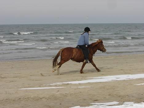 Anden særlig race Buster (Solgt) billede 10