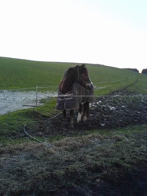 New Forest Vognmandgårdens Rødhætte - er det mon mig der bliver kaldt på? billede 5