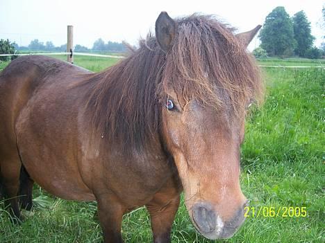 Miniature Krumme - Hej med jer der ude.=O.. billede 1