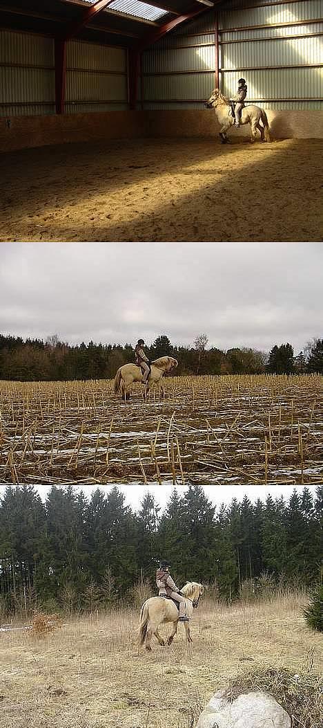 Islænder Hildingur fra ValhalSOLGT - 1. Her tölter vi... Det er godt nok ikk lige det han er bedst til, men han kan i det mindste finde ud af det... ;) 2. Går han ikk bare fint? 3. Nu ska vi ud på en ille tur... :) billede 10