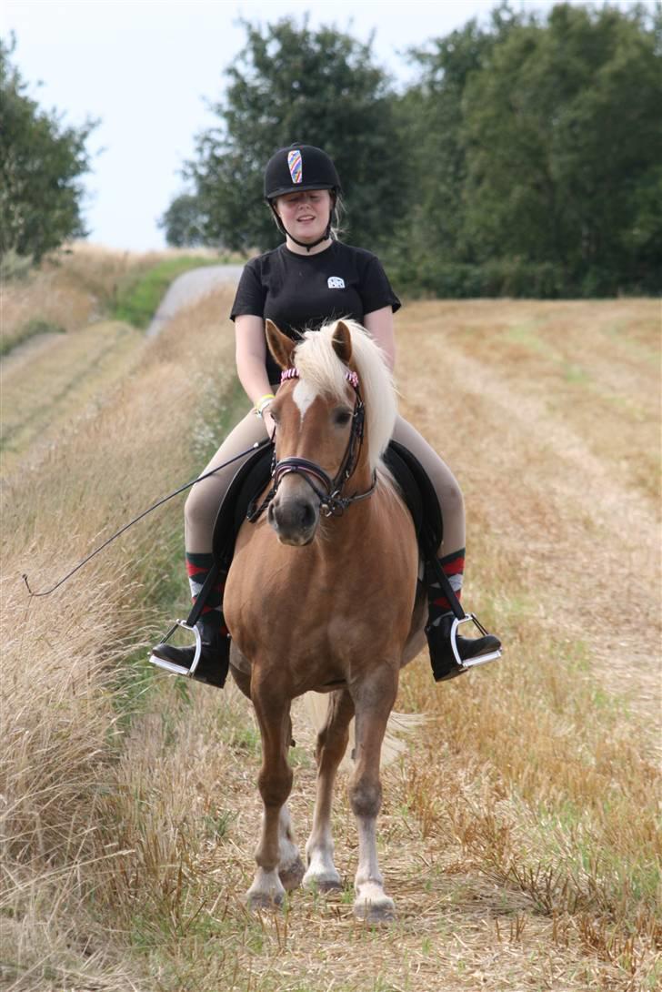 Haflinger Gravenshoveds Omira - Dejligt billede synes jeg :) billede 20