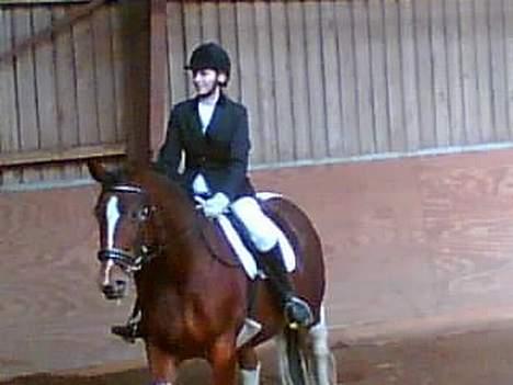 Pinto pocahontas billede 16