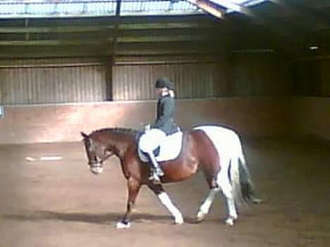 Pinto pocahontas - skridt for længere tøjler... denne øvelse fik hun 8 for, dygtig poca... billede 17