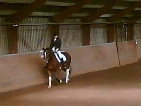 Pinto pocahontas billede 18