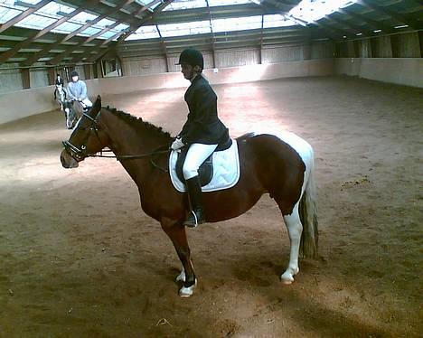 Pinto pocahontas billede 19