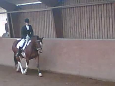 Pinto pocahontas billede 20