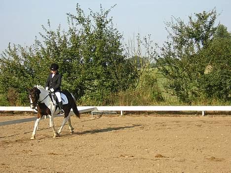 Pinto Dalvin(SOLGT) - kan godt noget he he  billede 13