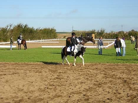 Pinto Dalvin(SOLGT) billede 14