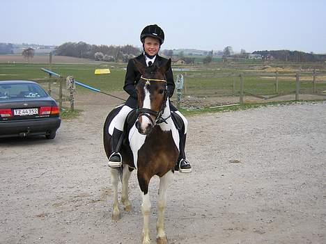 Pinto Dalvin(SOLGT) billede 15