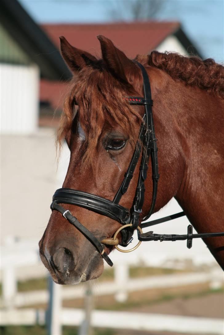 Anden særlig race Hudson SOLGT -  Elsker den hyp, han er helt fantastisk<3 billede 4