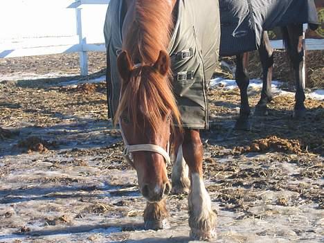 Anden særlig race Hudson SOLGT - Huddi leger isbjørn<3 Han er virkelig den bedste ven, som man kunne tænke sig<3 billede 5