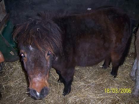 Miniature Krumme - TYK det bare pels..  billede 2