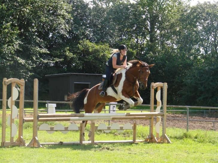 Pinto Roche <3, - springer i nvr, foto AM billede 2