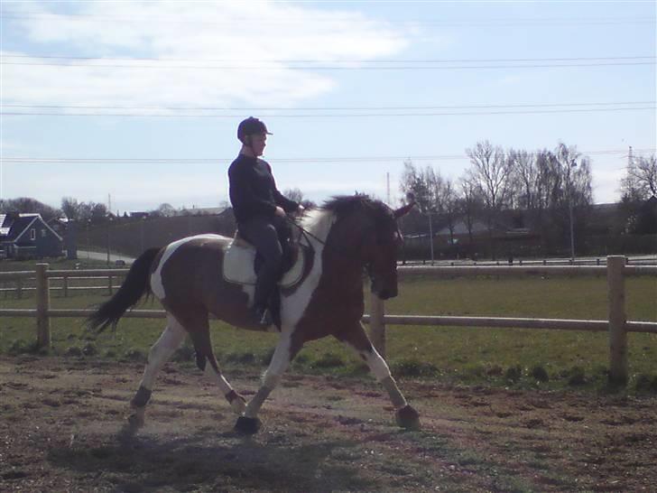 Pinto Roche <3, - lidt træning hjemme :)<3 schinkelvining billede 3