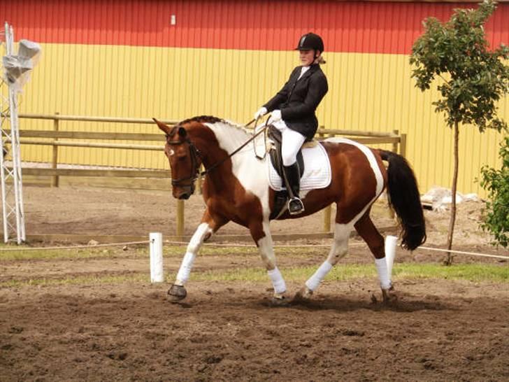 Pinto Roche <3, - drresur stævne, la1. taget af am. billede 4