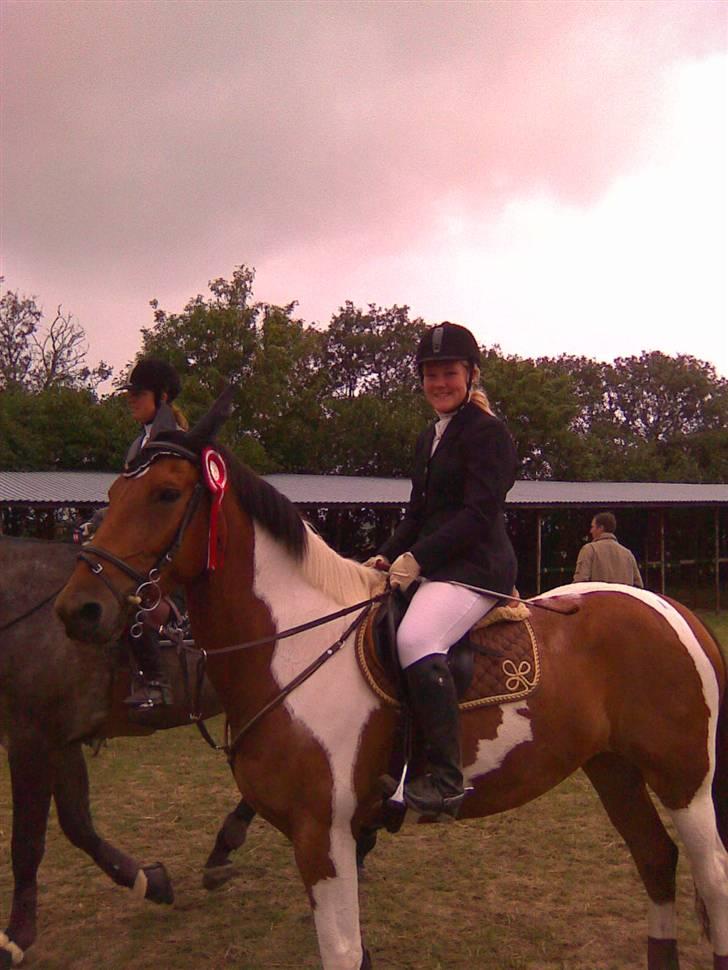 Pinto Roche <3, - 1 plads i spring 90 cm. i nvr. billede 5