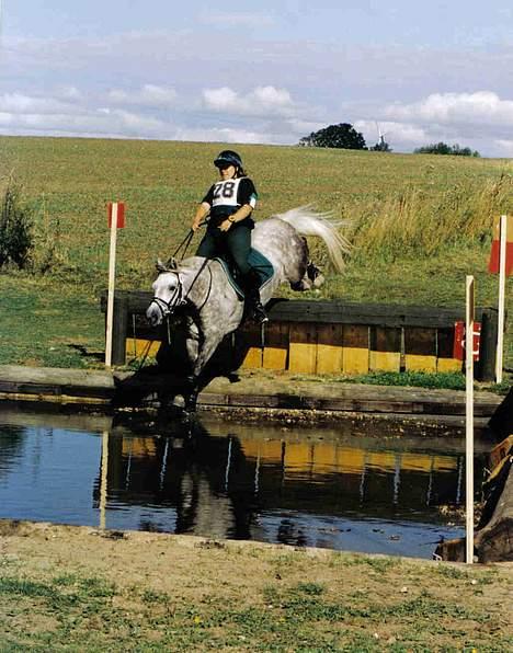 Anden særlig race Nickolej - Til DM 2001 billede 2
