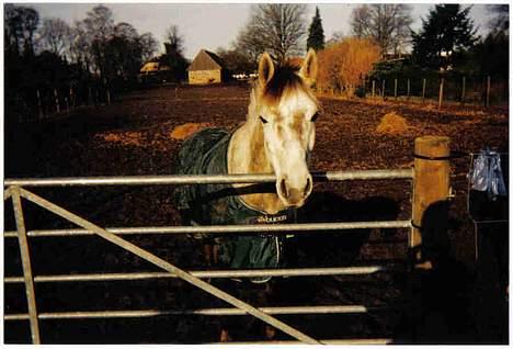 Anden særlig race Nickolej - Nicke på fold billede 5
