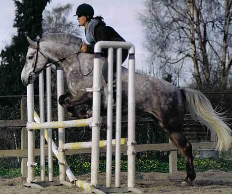 Anden særlig race Nickolej - Tja mig og nicke uden sadel billede 12