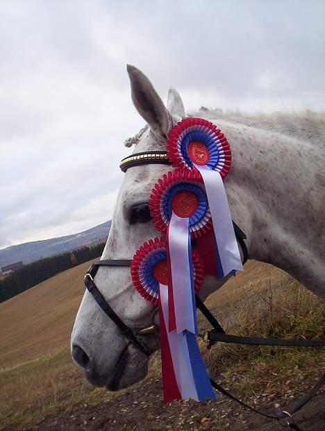 Anden særlig race Nickolej - Nicke i Norge billede 15