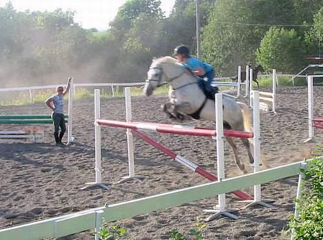 Anden særlig race Nickolej - Nickolej og hans nye ejer Oda billede 18