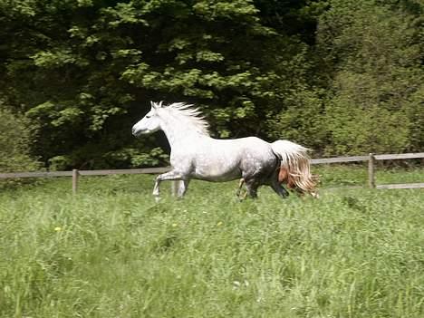 Connemara Barholts Evita billede 1