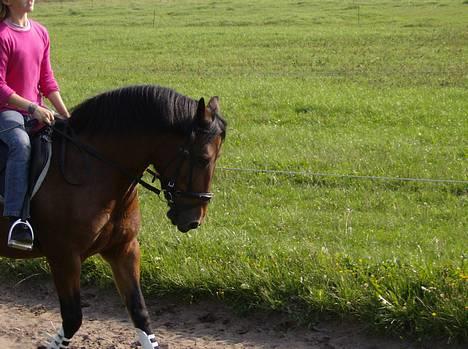 New Forest Fanny || Gammel part :( billede 17