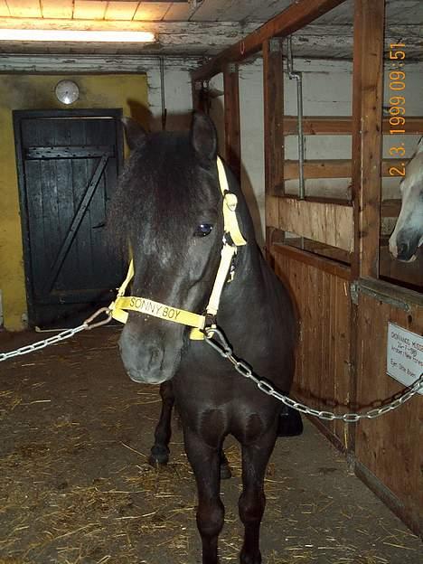 Shetlænder sonny boy - Sonny Som ung!!  (: [Foto: Miig] billede 6