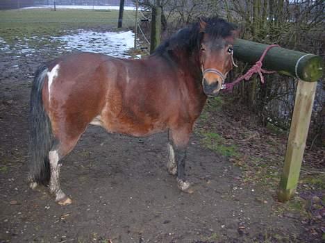 Anden særlig race pippi billede 2