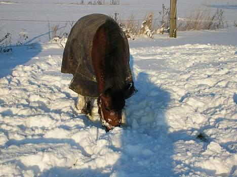 Anden særlig race pippi billede 4