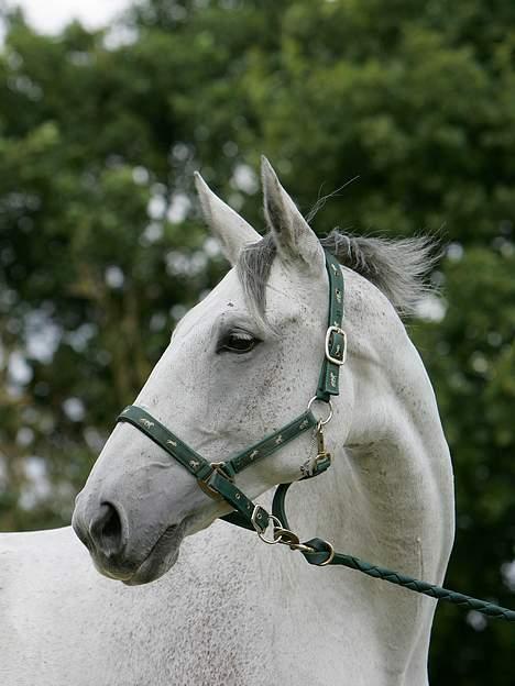 Dansk Varmblod Skovgaardens Bonnie billede 2