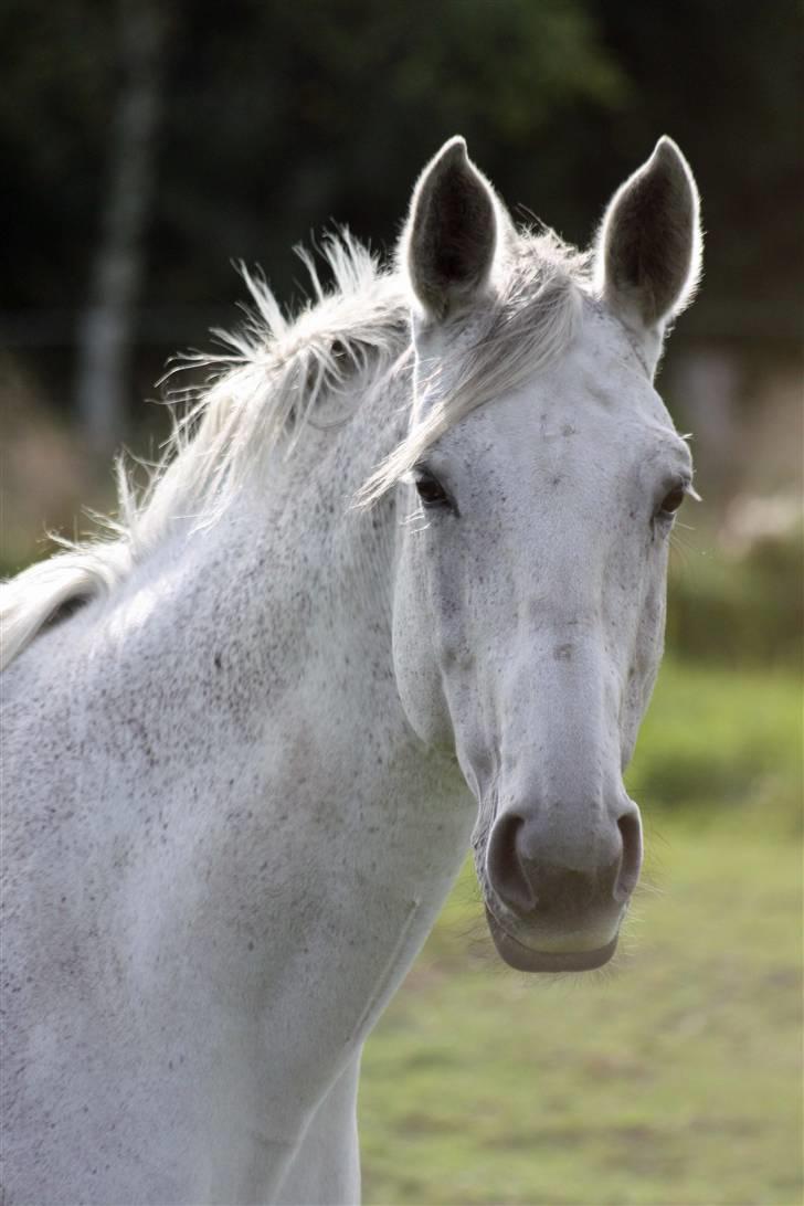 Dansk Varmblod Skovgaardens Bonnie billede 6