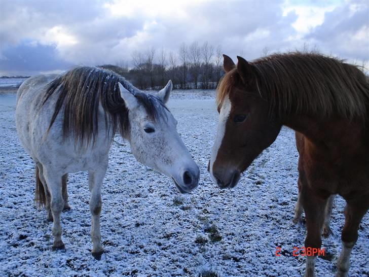 Anden særlig race Mon Cherie R.I.P. billede 6