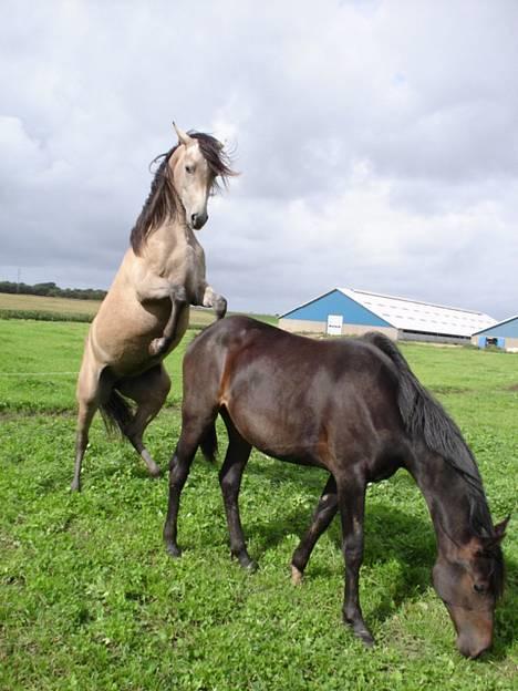Sportsaraber (A) So El Diabla billede 2