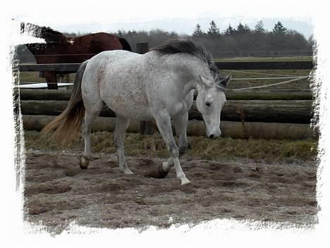 Anden særlig race Mon Cherie R.I.P. billede 7