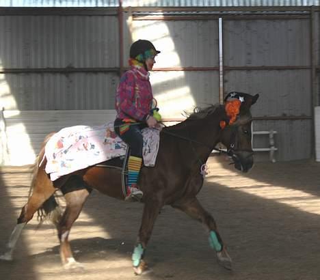 Anden særlig race Østergårdens Easy SOLGT - fastelavnsdressur billede 19