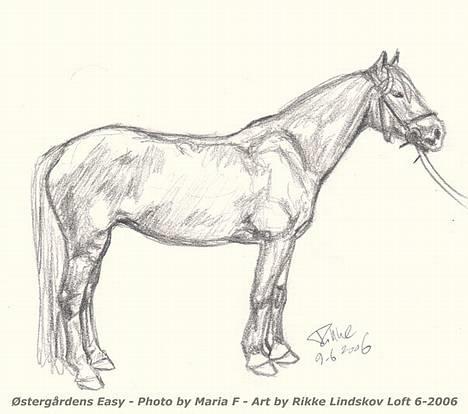 Anden særlig race Østergårdens Easy SOLGT - easy tegnet af rikke lindskov... billede 20