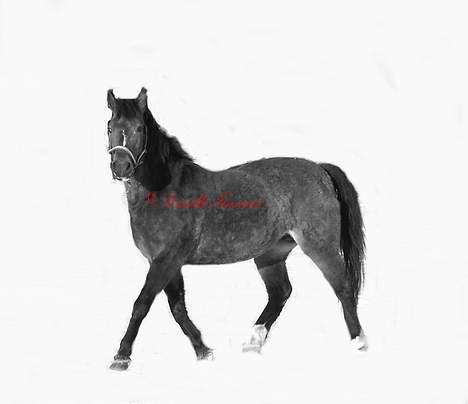 New Forest Lajka R.I.P billede 17