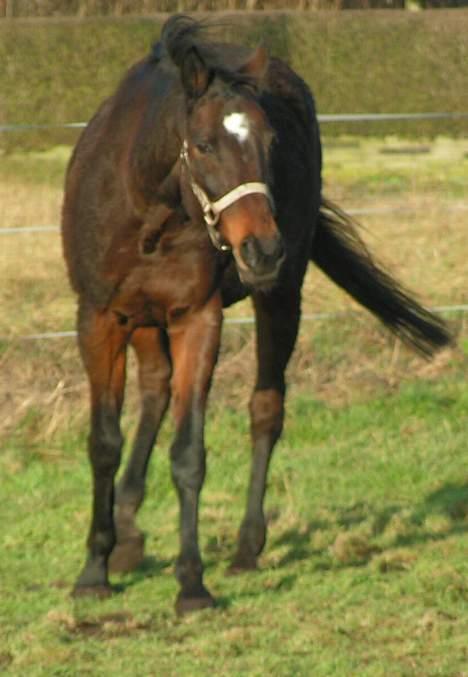 Fuldblod (XX) Tasti XX a klitbo R.I.P billede 6