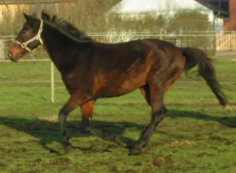 Fuldblod (XX) Tasti XX a klitbo R.I.P billede 9