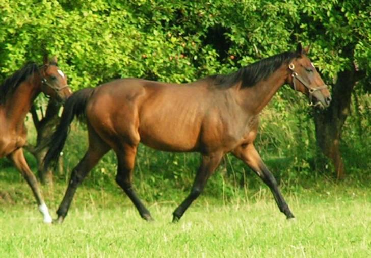 Fuldblod (XX) Tasti XX a klitbo R.I.P billede 14