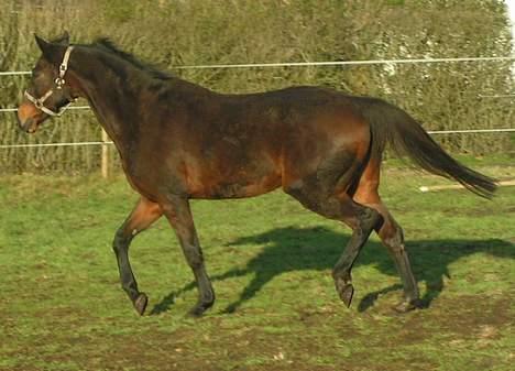 Fuldblod (XX) Tasti XX a klitbo R.I.P billede 16