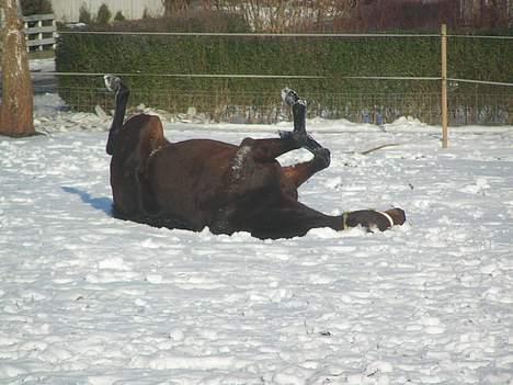 Fuldblod (XX) Tasti XX a klitbo R.I.P billede 17