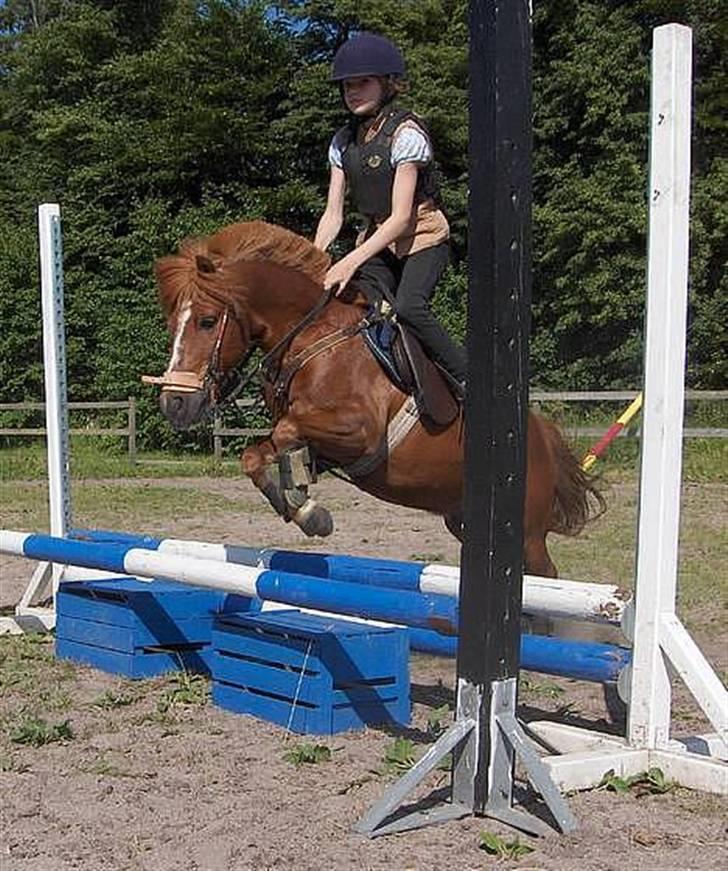 Dartmoor Samson *SOLGT* -  samson og mig: ) billede 8