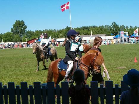 Dartmoor Samson *SOLGT* - Mig og samson<3 han var SÅ klar til derby billede 9