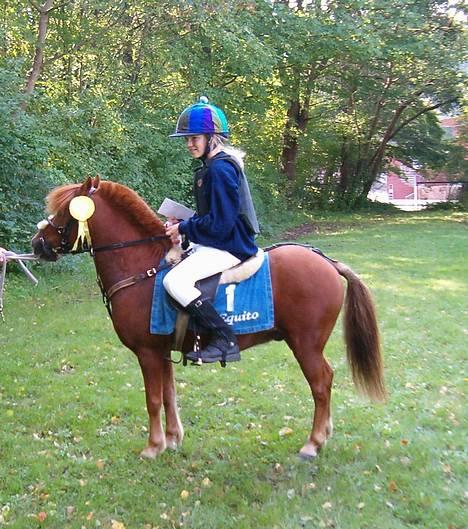 Dartmoor Samson *SOLGT* - Dm klampenborg i padoken:) billede 10