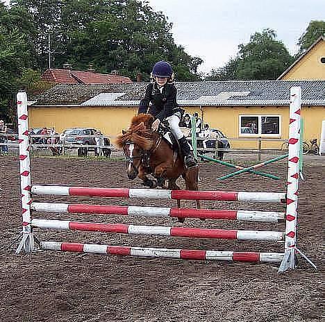 Dartmoor Samson *SOLGT* - MB højde spring han var bare kanon! billede 12